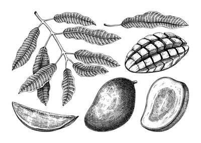 Hand drawn mango sketches collection. Tropical fruit vector illustration. Exotic plant with fruit and leaves in engraved style. Design elements for labels, juice packaging, menu